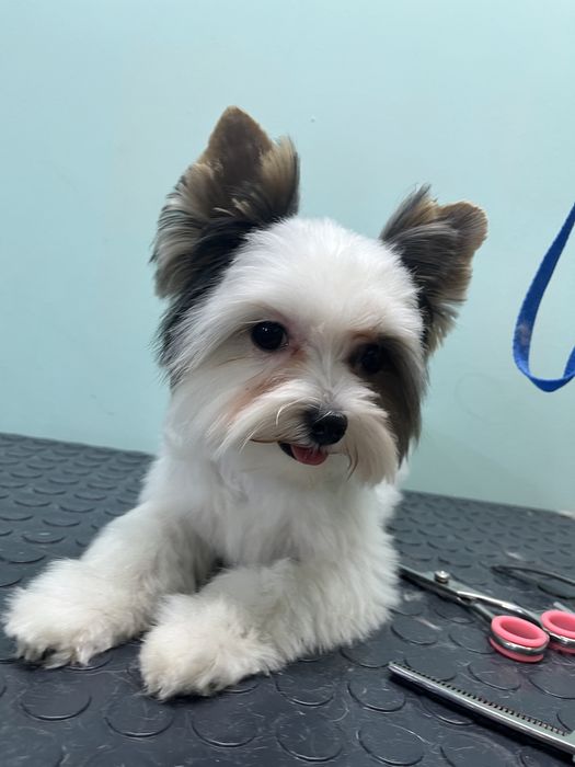 Груминг кошек и собак