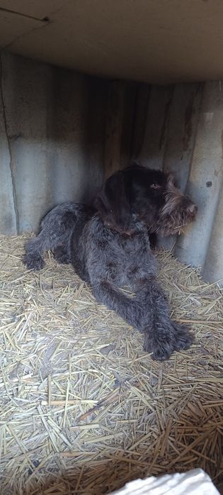 Дратхар күшік сатылады .