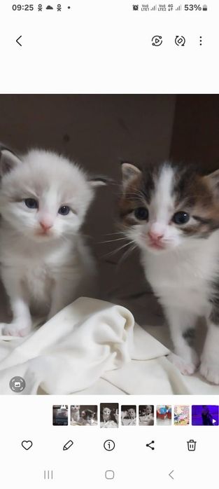 Отдам котят в хорошие руки