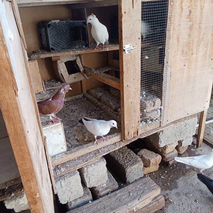 Каптарла сотилади Бир жойга