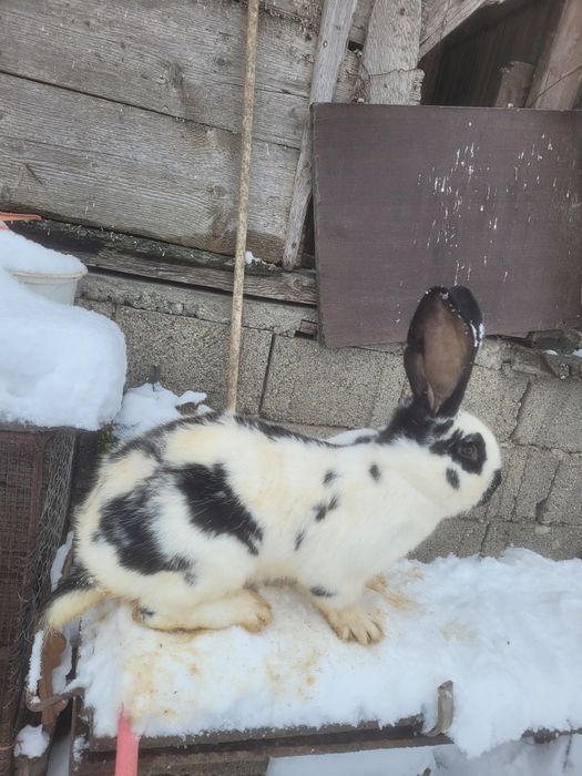 Mascul fluture german