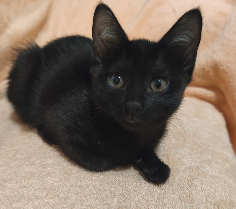 отдадим котят в добрые руки