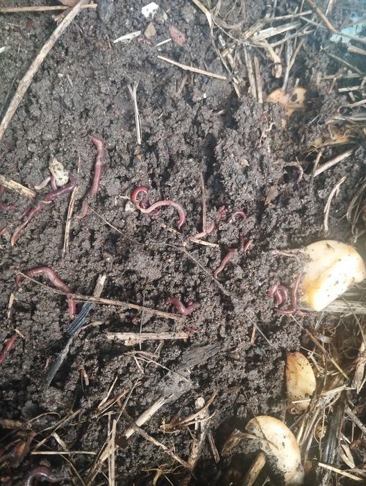 Калифорнииские черви