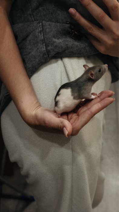 Ручная крыска в хорошие руки