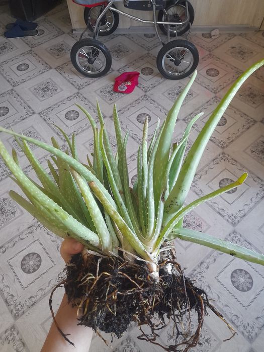 Алоэ, хорошие кустики