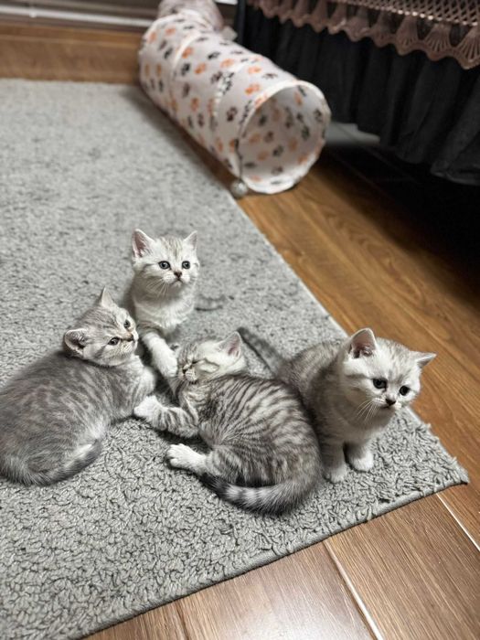 British shorthair tabby