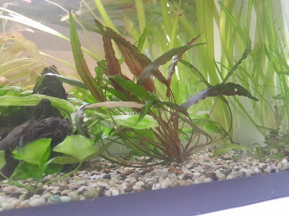 Аквариумные растения