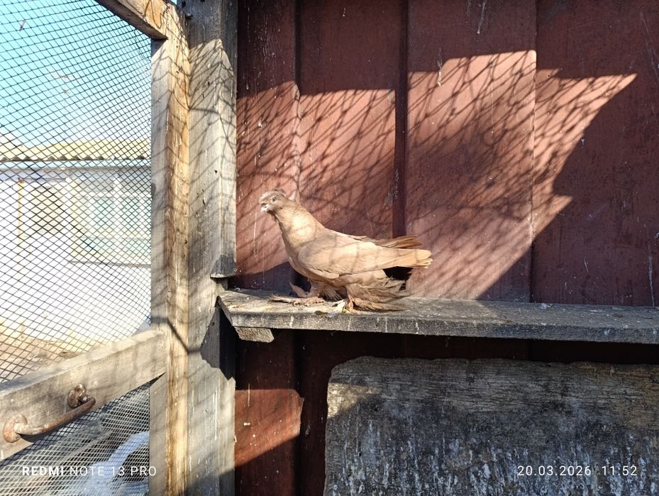 Голубь жёлтый самец