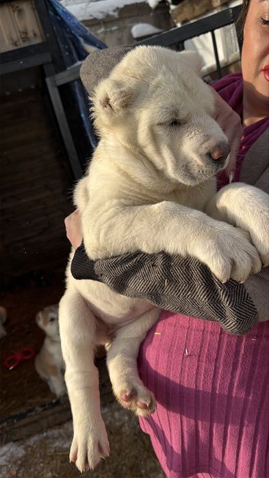 Продам щенков Алабай