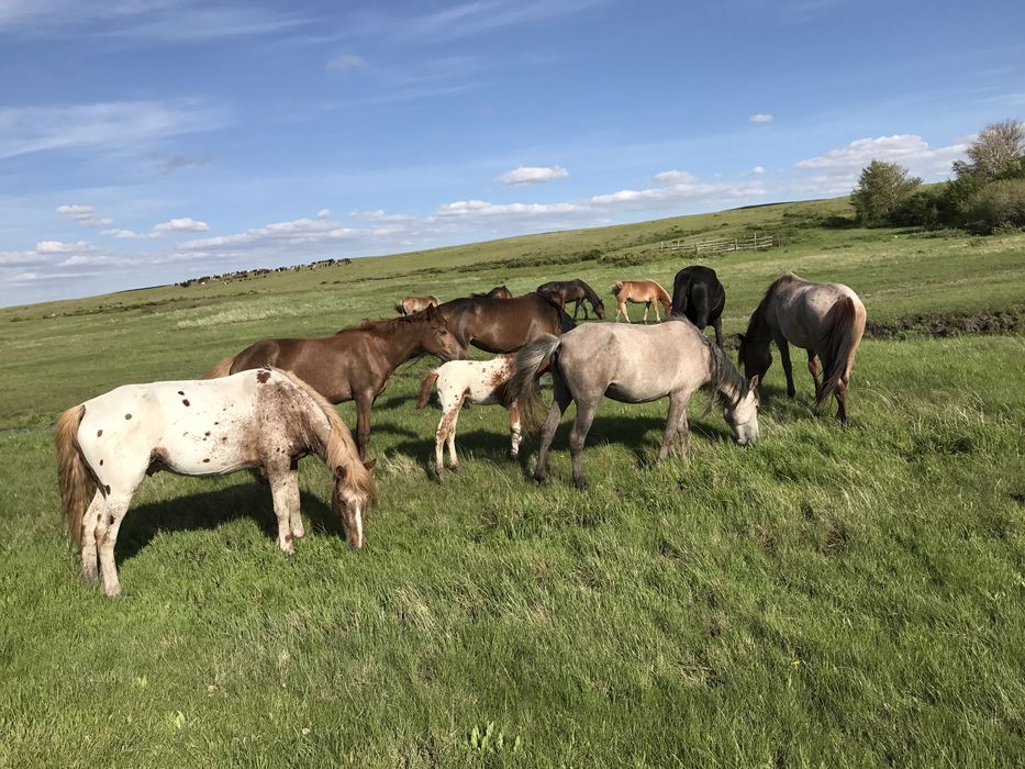 Тай, құнан, байтал