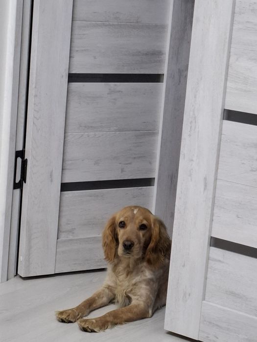 Продаются чистокровные  щенки спаниеля