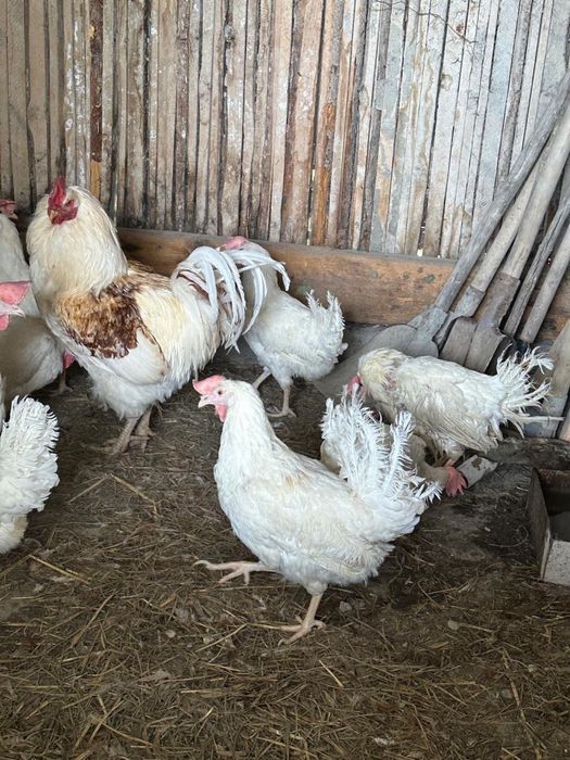 Кцры несушки  звоните