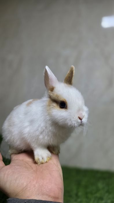 Карликовые кролики / karlik quyonlar
(1,5 месячные и старше)