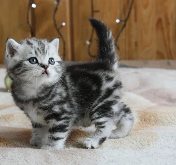 Шотландские котята