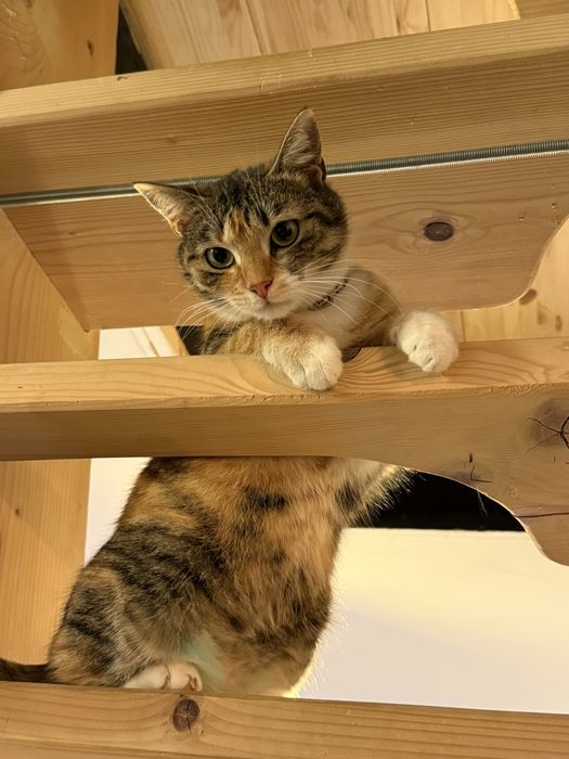 Donez pisică sterilizată, deparazitată