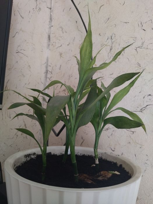 Драцена Сандера (бамбук счастья \ Lucky Bamboo)