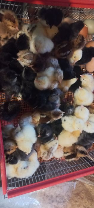 Pui de curte de o zi