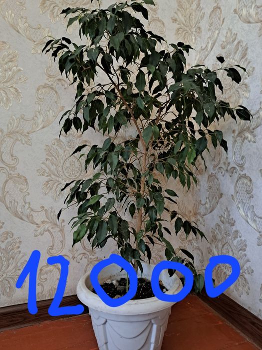 Продам комнатные растения  г