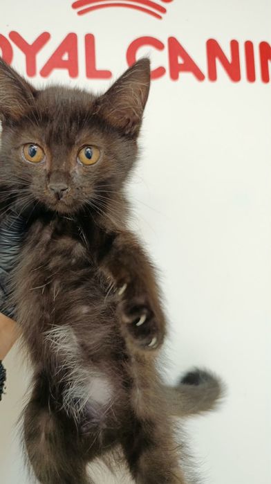 Котенок-девочка , 2,5 месяца