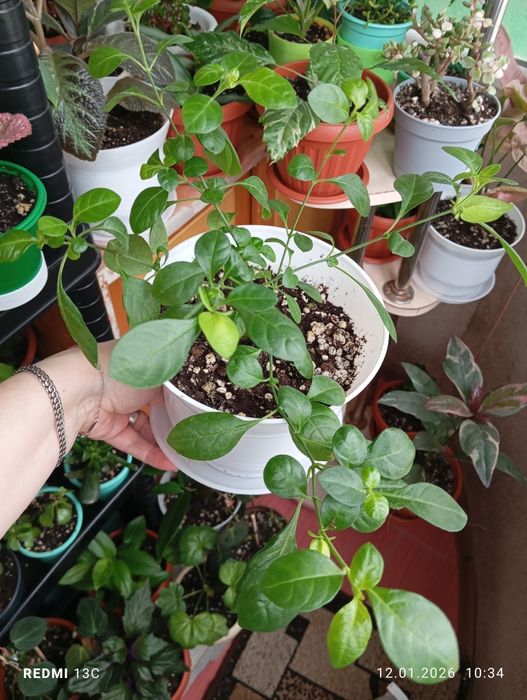 Продам цветы комнатные