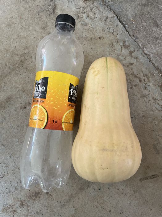 Тыква свежая матильда