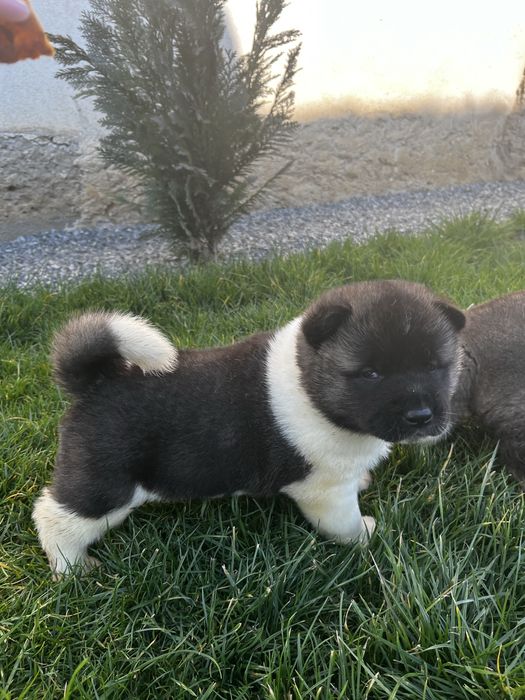 Akita American