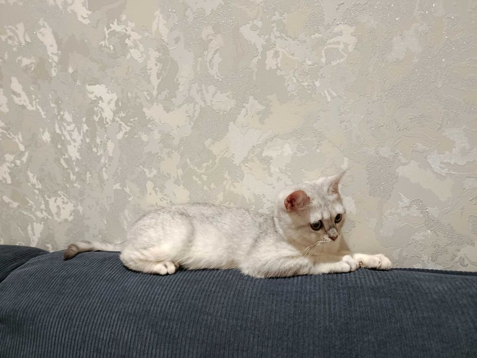 Srochno! Arzonga! Shinshilla serebristaya. Sotiladi. Продается