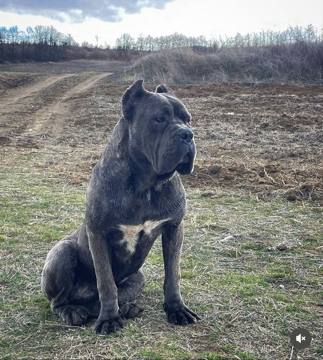 Кане корсо кученца