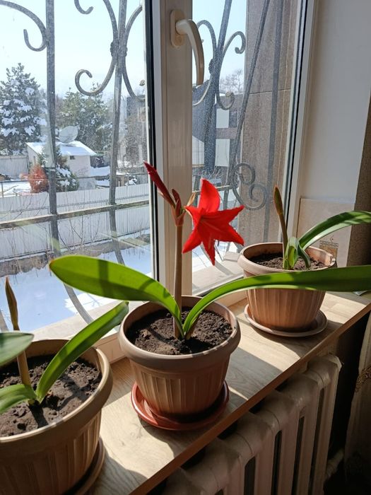 Гиппеаструм   ( Лилия комнатная)