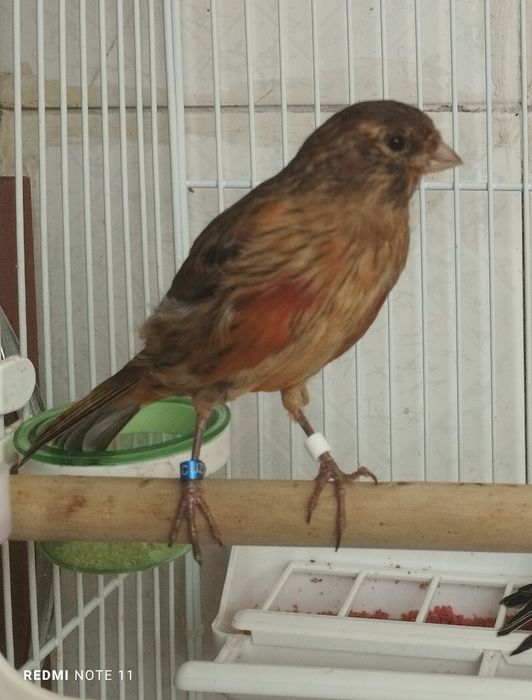 Канарейка   6. 7. Ойлила. Сотилади. Красная дерева