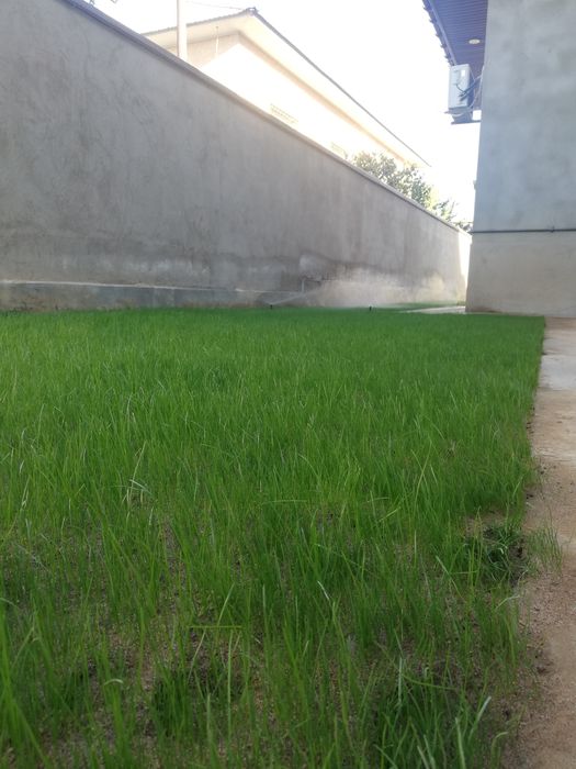 Автополив Газон