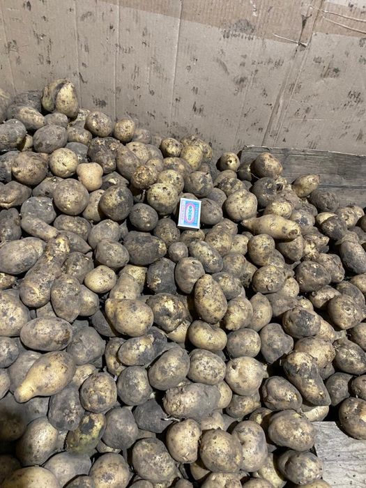 Продам мелкий картофель