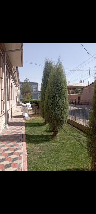 Gazon oʻrish archa kesish 12 -yillik agranom