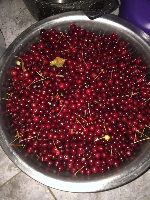 Продам Вишня Садовая