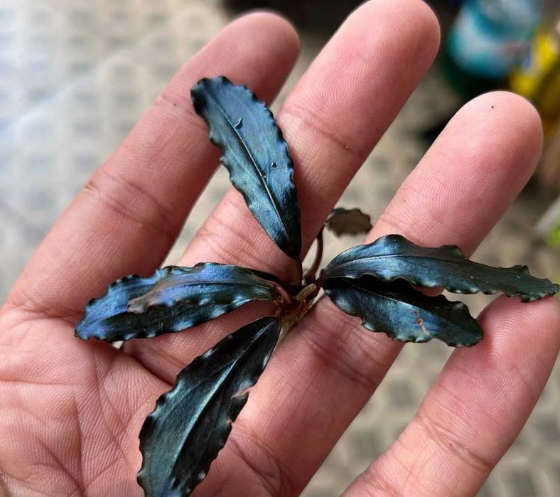 Pachete plante acvariu | Hrană vie | Moss | Riccia | Bucephalandre |