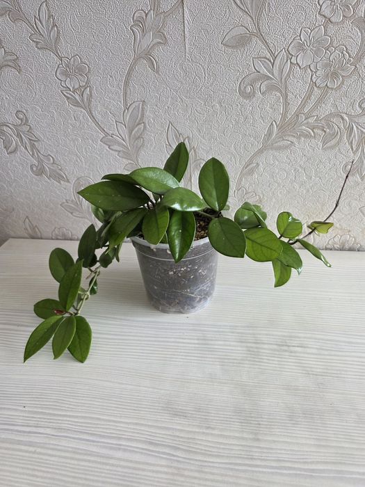 Хойя карниза, восковой плющь