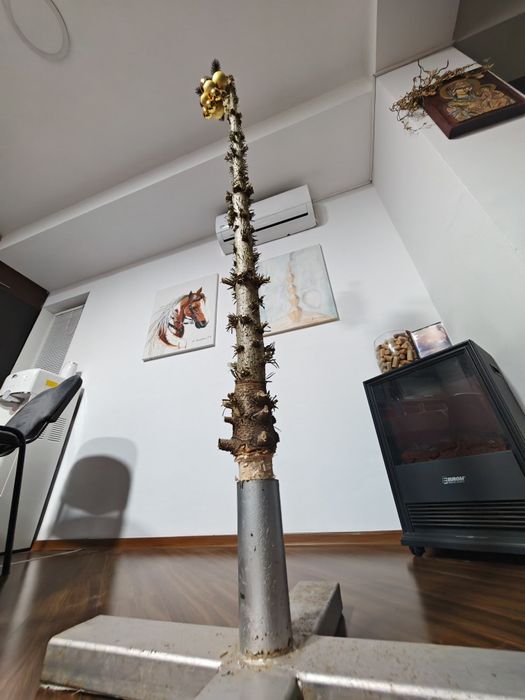 Brad friendly - Avangardist de super sezon