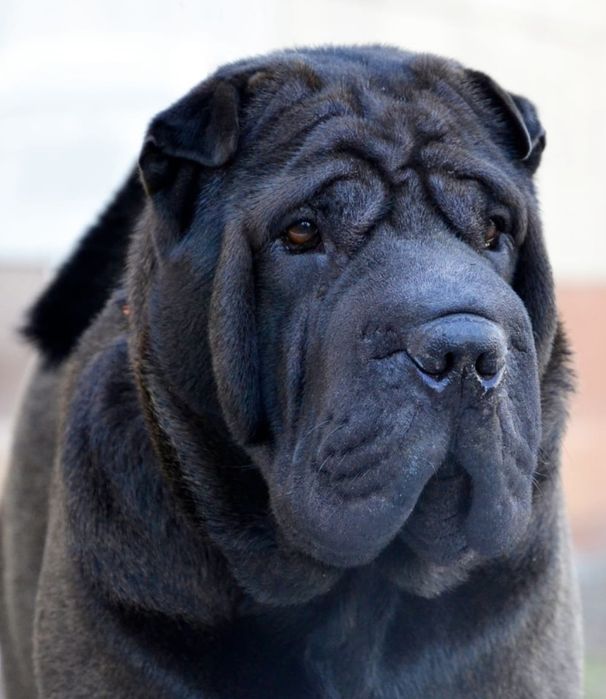 Продажа щенков шарпей