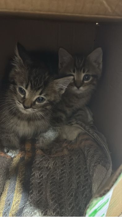 Котята бесплатно