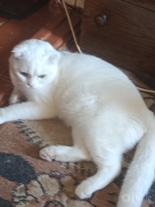 Продам кота шотландский породы