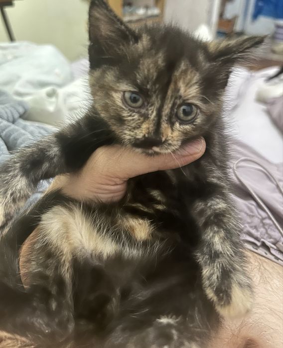 Отдам котят бесплатно