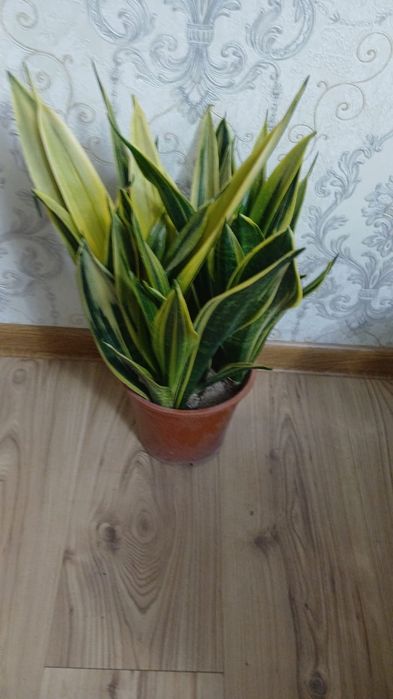 Комнатные растения Алматы