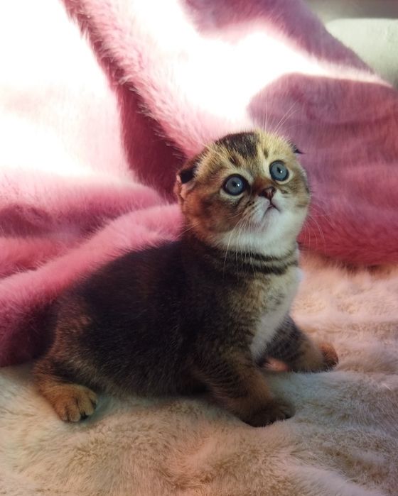 Шотландский котёнок.