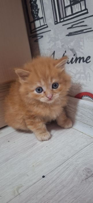 отдам котят в добрые руки!