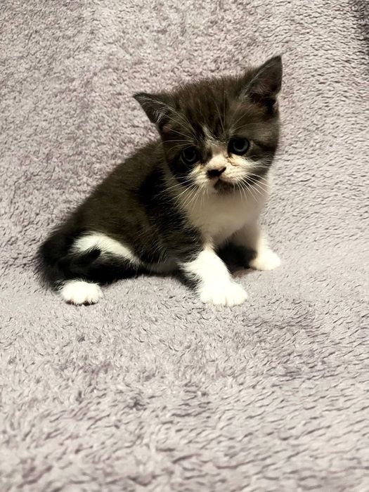 Продаются котята