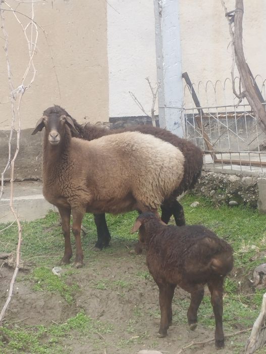 Arashan sovliq 2 chi bolasi quchqor srochna sotaman