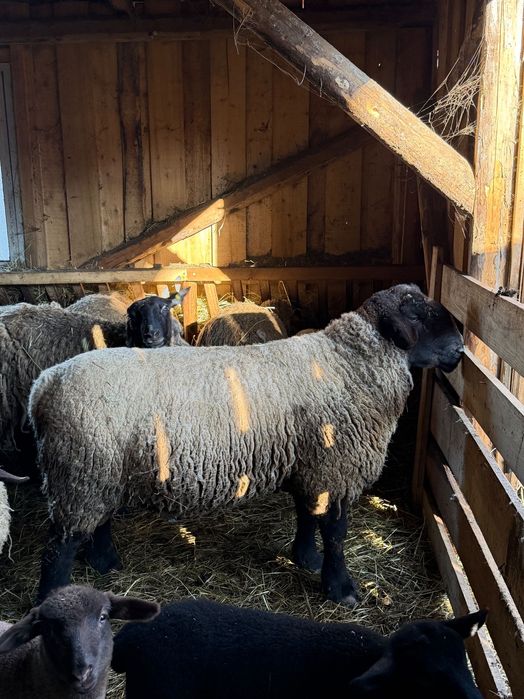 Miei Suffolk De vânzare !