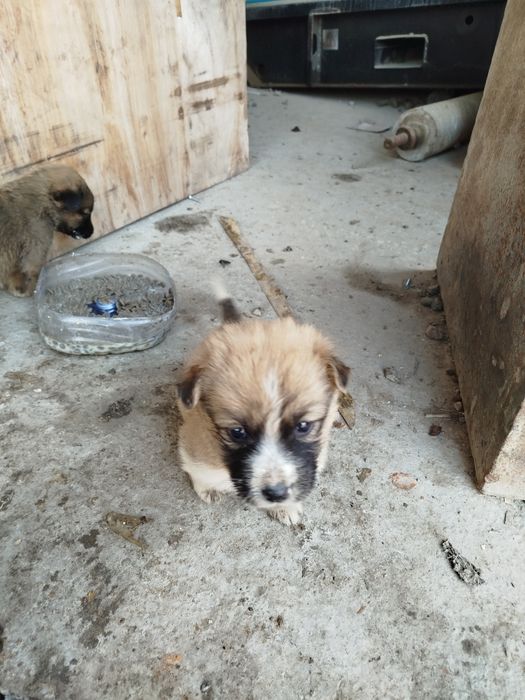 It bolalari, sog'lom, boqsa bôladigan