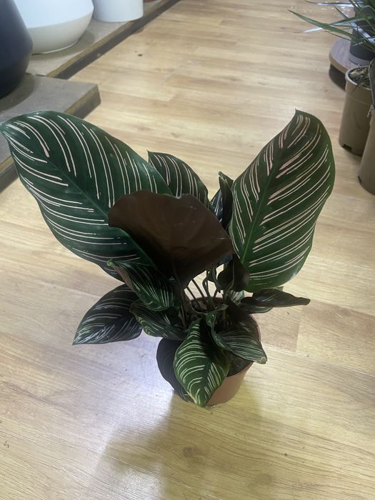 комнатные растении