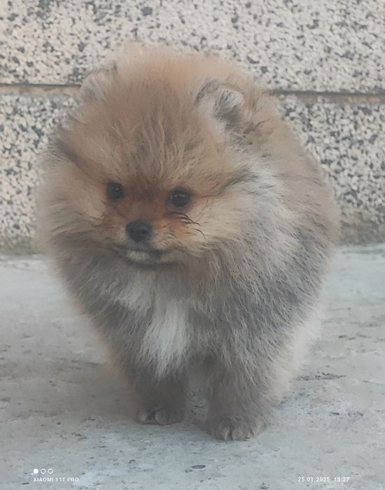 Померан, померанче